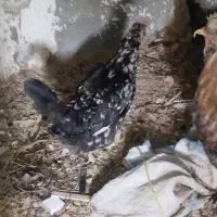 مرغ و خروس|حیوانات مزرعه|اهواز, کوروش|دیوار