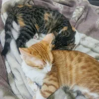 دوتا گربه باهم 5ماهه