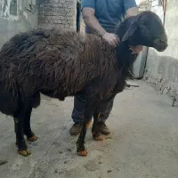 قوچ|حیوانات مزرعه|خاوه, |دیوار