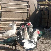 اردک نر اسرایلی با غاز|حیوانات مزرعه|لاجان, |دیوار