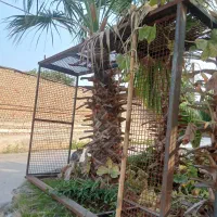 اتاق مزدا ۱۶۰۰|قطعات یدکی و لوازم جانبی|نوکنده, |دیوار