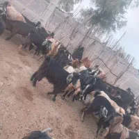 فروش تعدادی بز