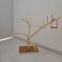 درختچه نریمان