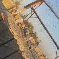 چهار عدد سبز زرنگ|پرنده|شیراز, سعدیه شمالی|دیوار