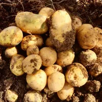 ارسال وفروش سیب زمینی|عمدهفروشی|قیدار, |دیوار