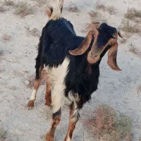 فروش 20راس کولار بز