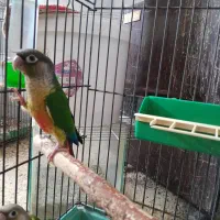 جوجه گرینچیک دستی  ۰کوتوله سرلاکی۰. مرغ عشق ۰عروس