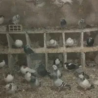 کبوتر کفتر پرشی|پرنده|میان جلگه, |دیوار