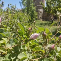 غنچه گل محمدی طبیعی