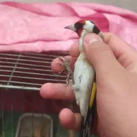 سهره نر سال