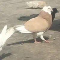 پلنگ زرد نر