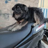 سگ پامرین سالم وسرحال واکسن خورده