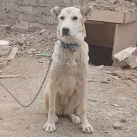 توله خراسانی وسرابی