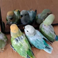 جوجه ۲۰ روزه طوطی برزیلی