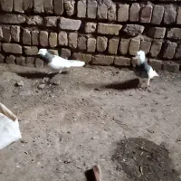 طوقی سرول نر و ماده سرکی