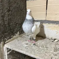 کفتر طوقی الماسی هفترنگ ماده|پرنده|مشهد, طلاب|دیوار