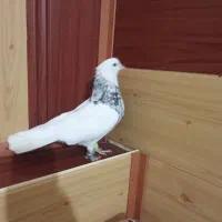 طوقی الماسی نر|پرنده|گلبهار, شهر جدید گلبهار|دیوار