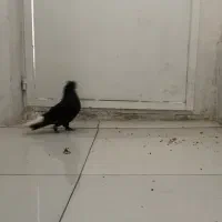 کبوتر سیاه دم سفید