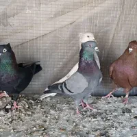 کبوتر زاغ کلاهی وسبز کلاهی طوقی گلی دم سفید کلاهی