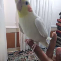 کوتوله وعروس هلندی گلدار|پرنده|مهر, |دیوار