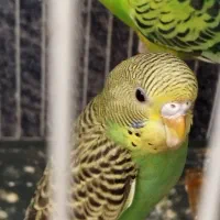 مرغ عشق|پرنده|شیروان (خراسان), |دیوار