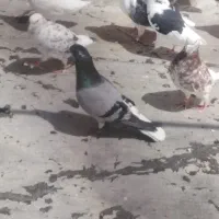 کبوتر گرفتنی