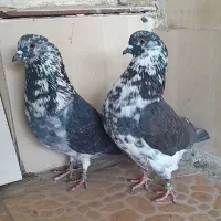 کبوتر کفتر سوسکی قاره شمرونی. نروماده پرشی تضمینی