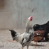 فروش خروس دو رگ