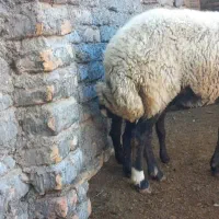 گوسفند با بره نر|حیوانات مزرعه|گمیشان, |دیوار