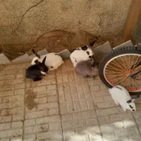 تعداد ۸خرگوش نروماده دوتاش جفته مابقی بچه هاش|موش و خرگوش|کرج, کیانمهر|دیوار