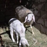 گوسفند|حیوانات مزرعه|بم, |دیوار