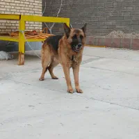 سگ ژرمن شپرد