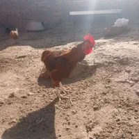 خروس