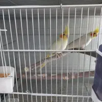 عروس هلندی از یک روز تا بالق