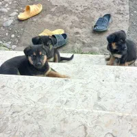 سگ ژرمن شیپرد مینیاتوزی وارداتی|سگ|سنگر, |دیوار