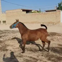 کره اسب کرد