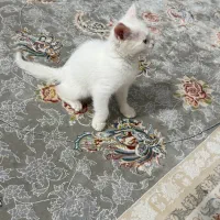 گربه|گربه|گنبد کاووس, |دیوار