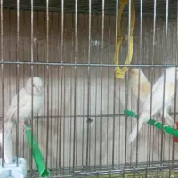 کاسکو مینا عروس هلندی کوتوله قناری مرغ عشق سهره|پرنده|اصفهان, کوجان|دیوار