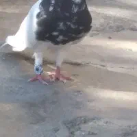 کبوتر طوقی|پرنده|بیستون, |دیوار