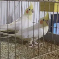 عروس هلندی حفت مولد|پرنده|فردیس, شهرک شهید حسینی|دیوار