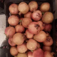 انار ملس رو به شیرینی|حراج|تفت, |دیوار