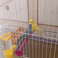 مرغ عشق نر و ماده