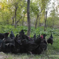 تخم مرغ نطفه دار مرندی سیاه