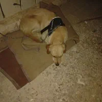 سگ پیدا شده