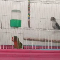 یک جفت کوتوله سالم و سرحال