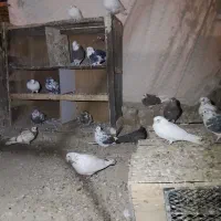 کبوتر|پرنده|گلپایگان, |دیوار