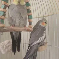 عروس هلندی|پرنده|محمدیه-قزوین, |دیوار