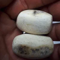 مهره اصل تنه درختی