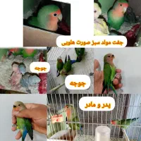 کوتوله مولد عروس گرینچیک کبوتر قناری ملنگو سخنگو