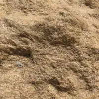 سامان گندم دیم